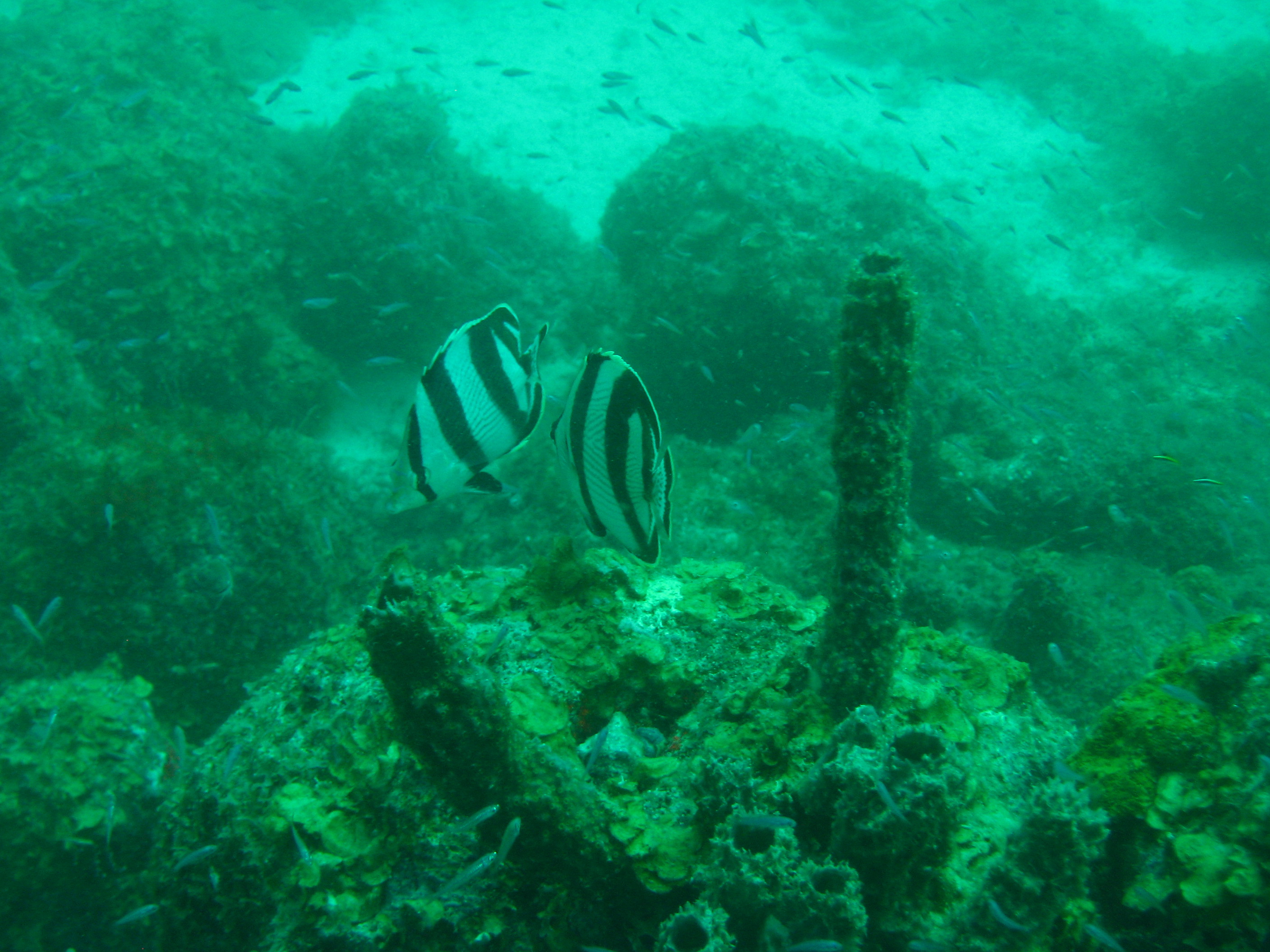 GCK's SCUBA Photos